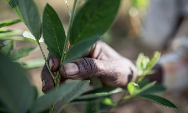 $15,000 WWF Environmental and Social Impact Grant